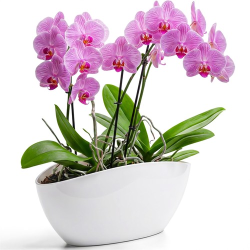 Blumentopf groß für innen - blumentopf,
