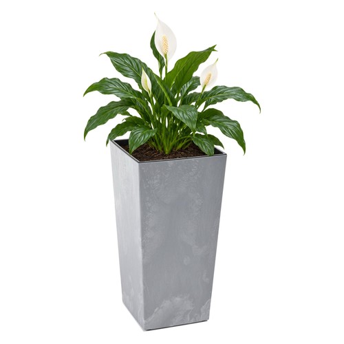 Blumenkübel xxl groß eckig - blumenkübel,